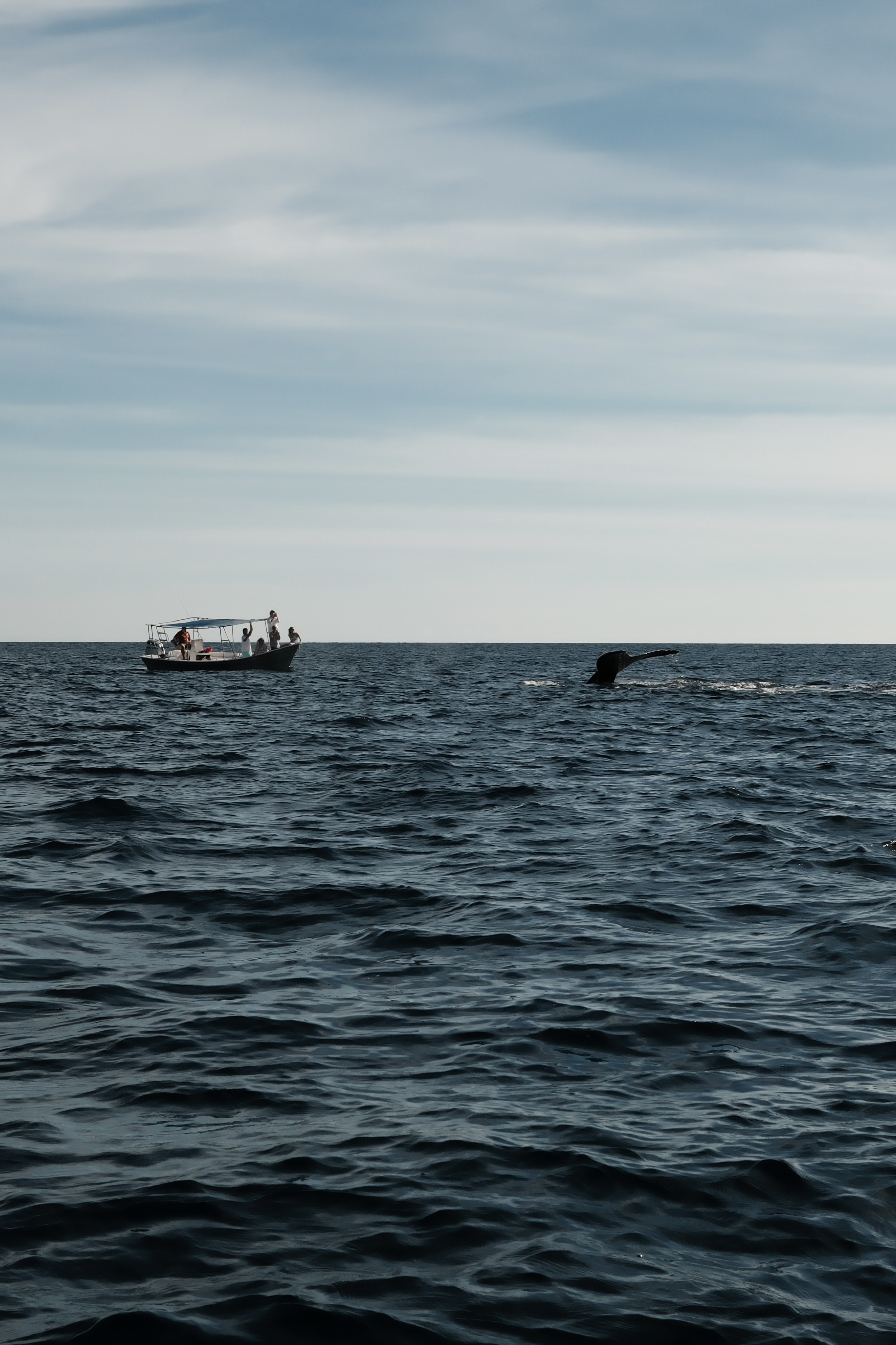 Expedición de Móbulas y Cetáceos en La Ventana
