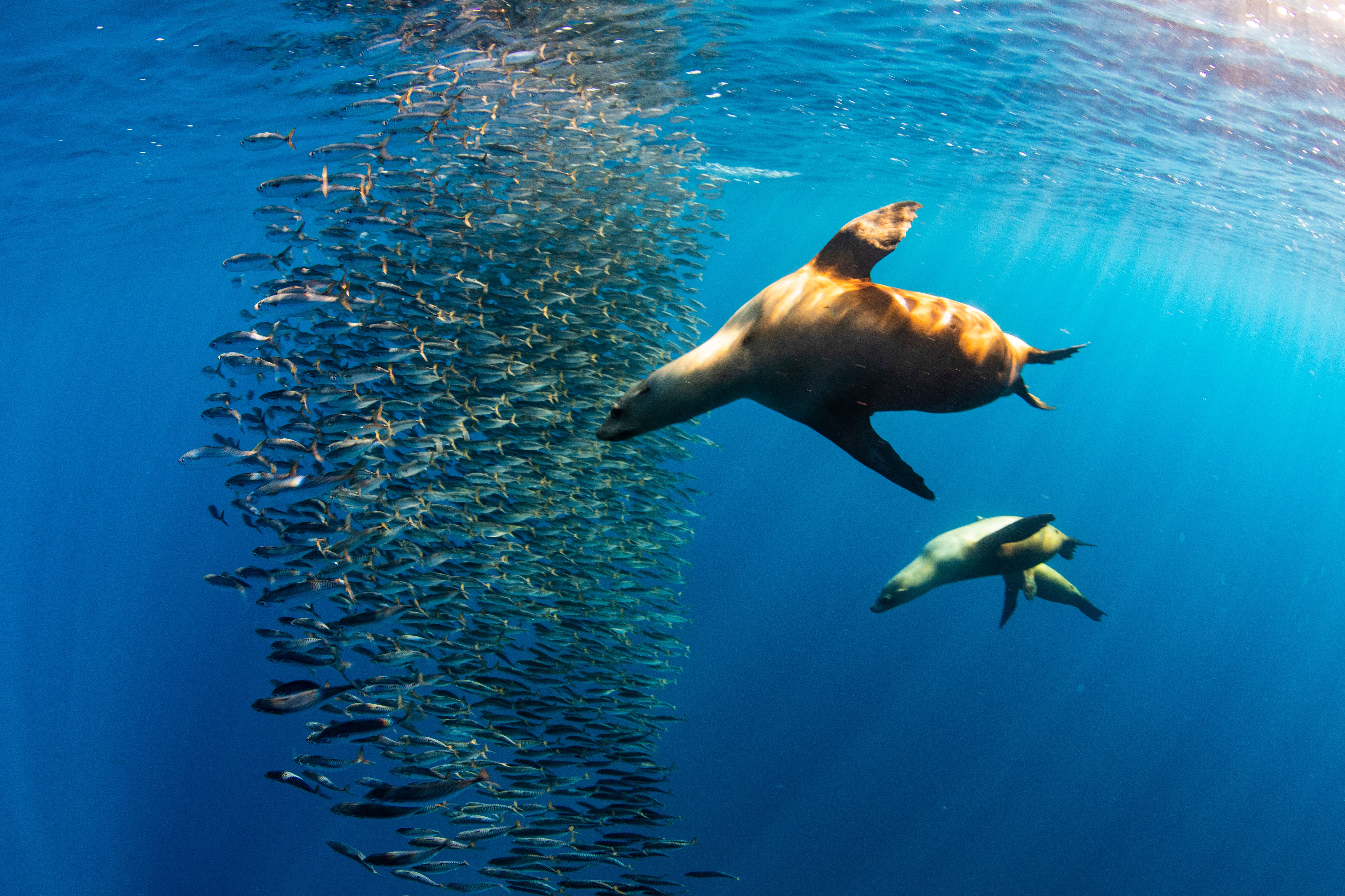 Marlins y Cetáceos en Bahía Magdalena