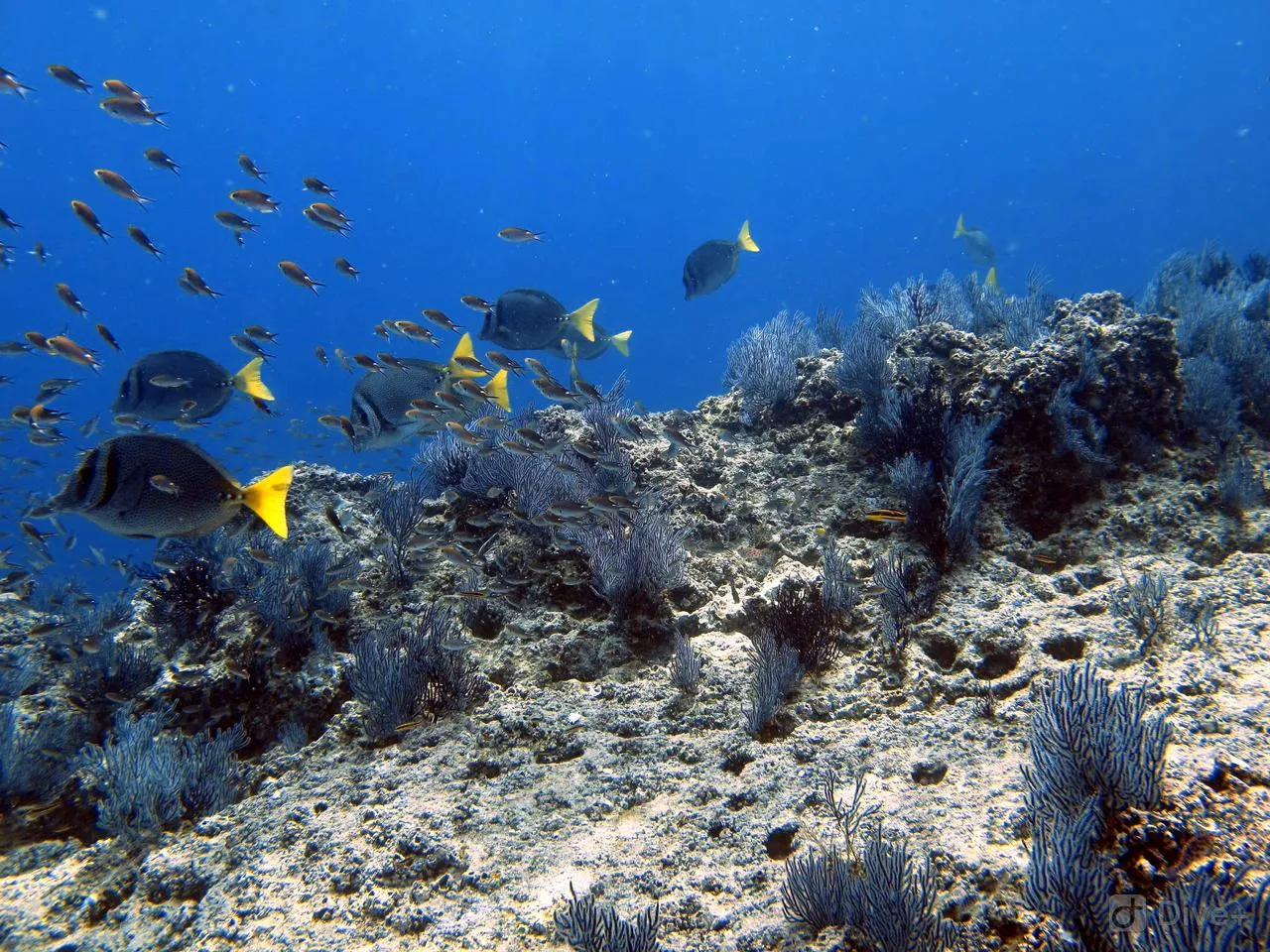 Buceo en La Reina o El Bajo–La Paz