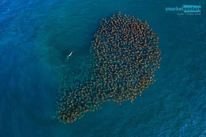Safari Marino - Cabo San Lucas