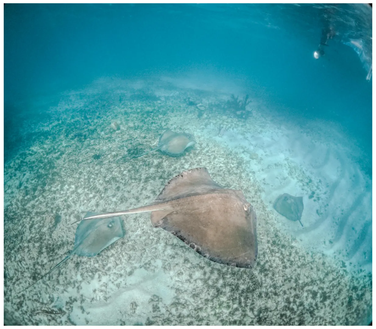 Paraiso Maya:Tulum, Snorkel y Cenotes