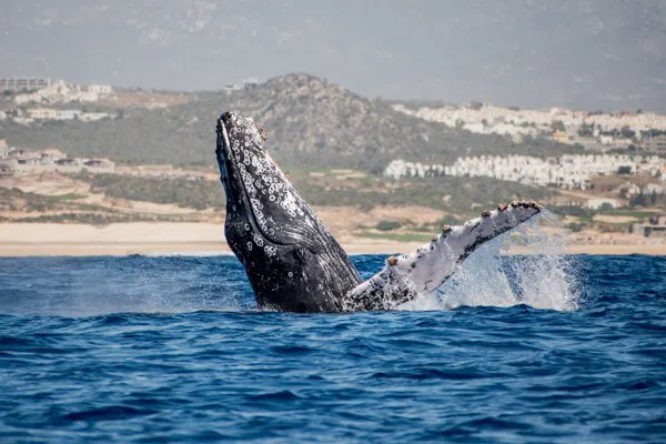 Tour De Avistamiento de Ballenas Y Visita Al Arco - Cabo San Lucas