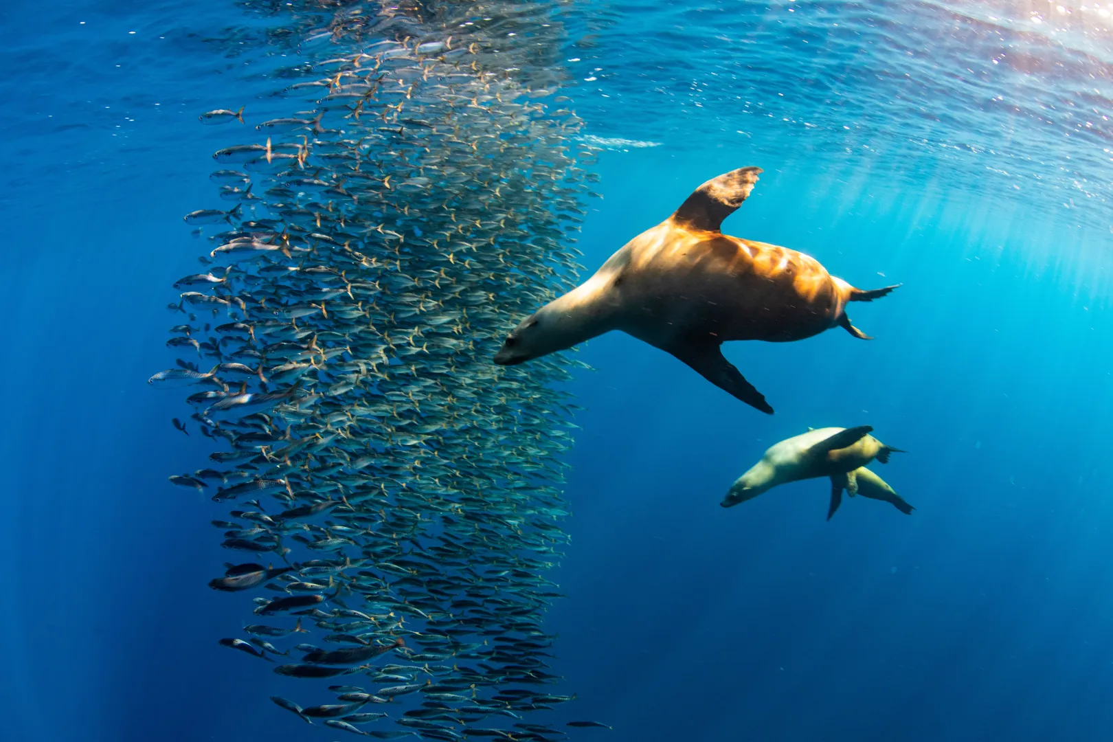 Expedición de Marlins y Cetáceos en Bahía Magdalena